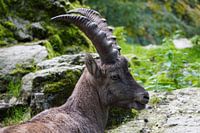 Steinbock in den Bergen