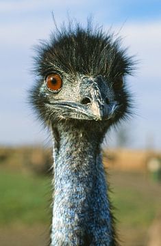 Curious emu in Victoria, Australia by Hilke Maunder
