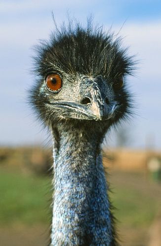 Curious emu in Victoria, Australia
