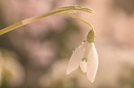 Makro eines Schneeglöckchens von Ilya Korzelius Miniaturansicht