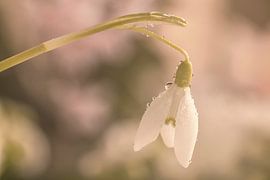 Macro of snowdrop by Ilya Korzelius