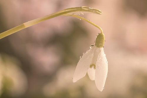 Macro van sneeuwklokje van Ilya Korzelius
