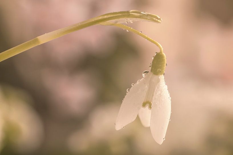 Makro eines Schneeglöckchens von Ilya Korzelius