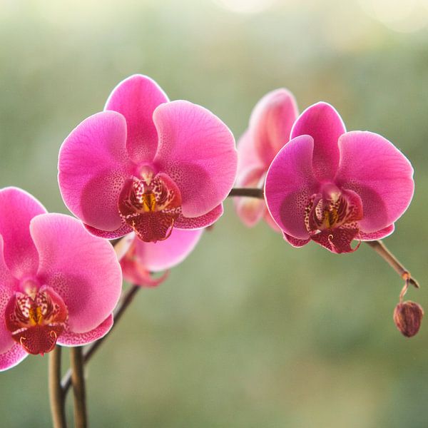 Orchidee von Jurgen Corts
