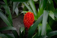 Mooie bloem