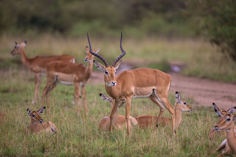 Impalas van Peter Michel