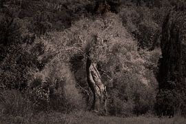 Olive tree, Lefkada by Jan van de Laar