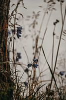 Flora on the Lake