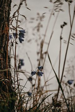 Flora aan het Meer van angelo adriaenssens