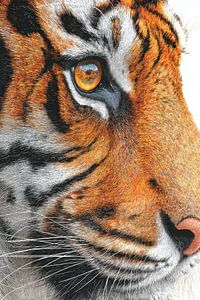 Le tigre en détail Le feu dans les yeux