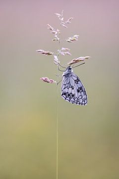 Dambordje op grasspriet van Christien Brandwijk