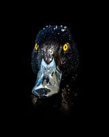 Portrait of the tufted duck