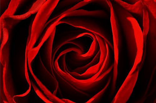 Rote Rose von Violetta Honkisz