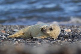 Grey Seal Howler Helgoland Island Germany by Frank Fichtmüller