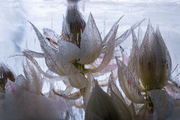 Witte protea in ijs van Marc Heiligenstein