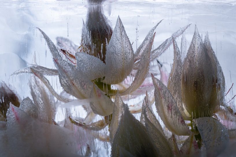 Weiße Protea in Eis von Marc Heiligenstein