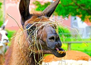 Lama