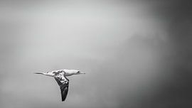 Jonge Jan van Gent in vlucht zwart/wit van Close_Up_And.....