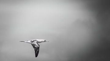 Young Jan van Gent in flight black and white by Close_Up_And.....