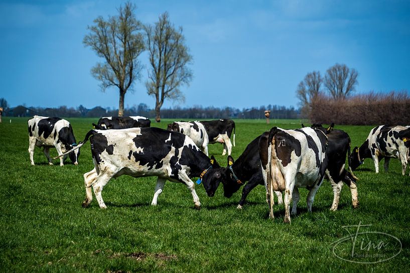 Hugging cows of joy by Tina Linssen