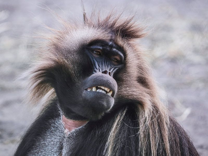 Gelada : Diergaarde Blijdorp van Loek Lobel