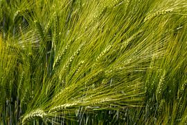 Summer barley field by arte factum berlin