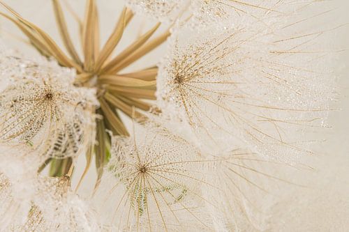 Zachte natuurlijke kleuren: Een stukje van een pluizenbol