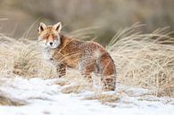 Een vos in de sneeuw van Menno Schaefer thumbnail