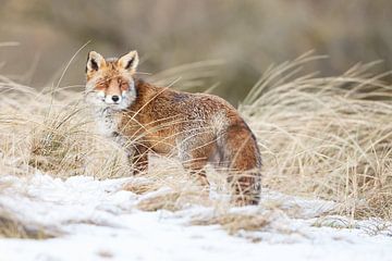 Een vos in de sneeuw van Menno Schaefer
