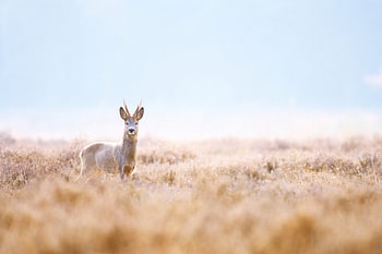 Roedeer