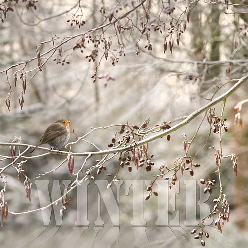 Hiver sur Teuni's Dreams of Reality