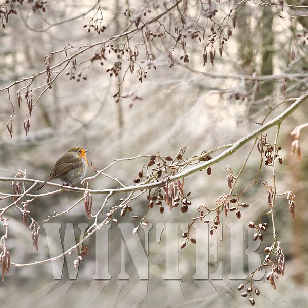 Winter by Teuni's Dreams of Reality