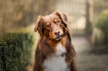 Portrait of Australian shepherd dog with slanted head and crazy look by Elisabeth Vandepapeliere