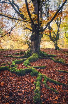 The feet of an Ent by Loris Photography