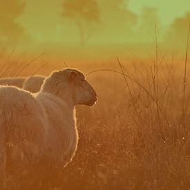 Schafe bei Sonnenaufgang im Nebel von Frans Roos