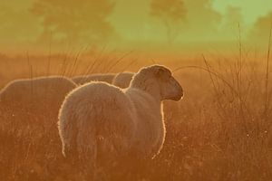 Schaap bij zonsopkomst in de mist
