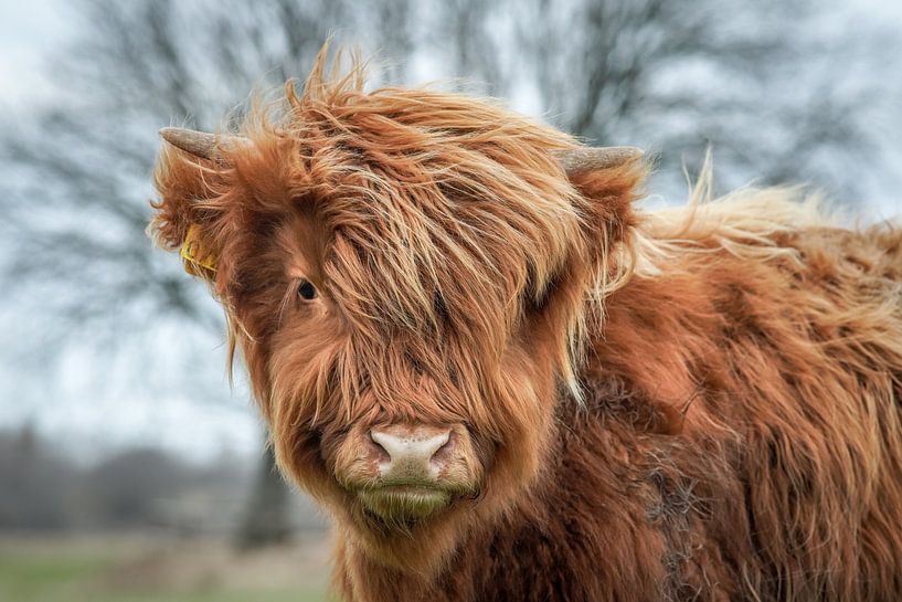 Kleiner Highlander von Dirk van Egmond