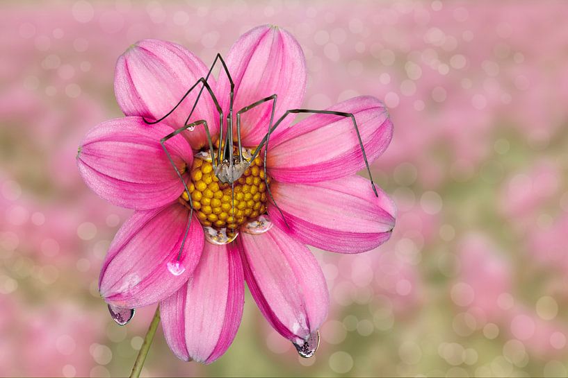 Dahlia  by Jeannette Penris