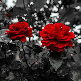 Rode rozen van Mariusz Jandy