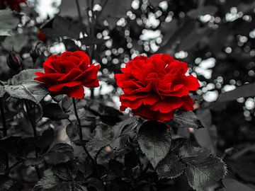 Rode rozen van Mariusz Jandy