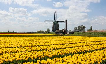 Geel in West-Friesland van peterheinspictures
