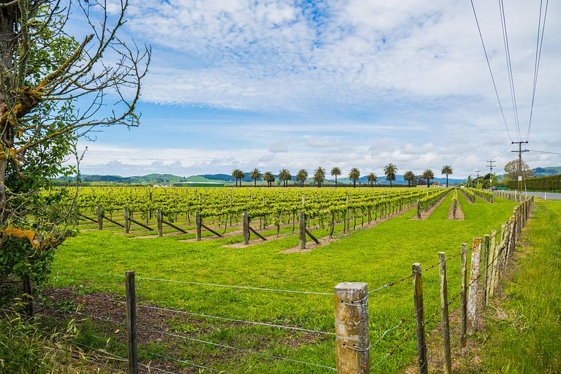 WIjnveld New Zealand by Ivo de Rooij