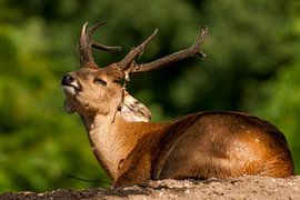 boar deer or pork deer : Royal Burgers' Zoo by Loek Lobel