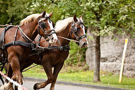 Im Gespann by Harald Schottner