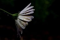 Traurige Blume von Miranda Snoeijen Miniaturansicht
