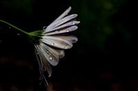 Sad flower