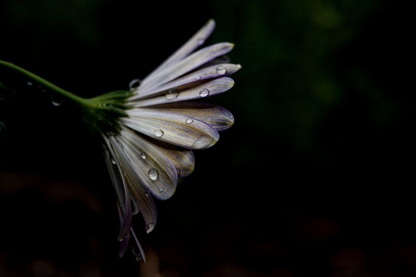 Treurige bloem van Miranda Snoeijen