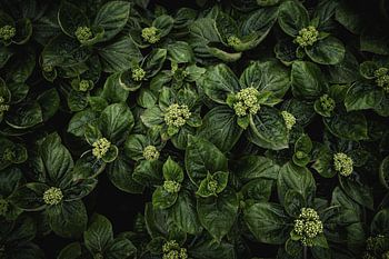 Approche de la floraison