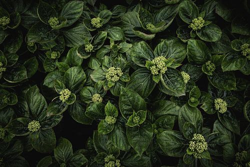 Approche de la floraison