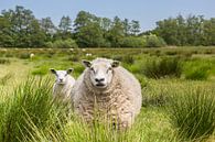 Moeder schaap met haar lammetje in het heidelandschap van Drenthe van Marc Venema thumbnail